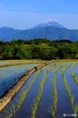 富士と水田