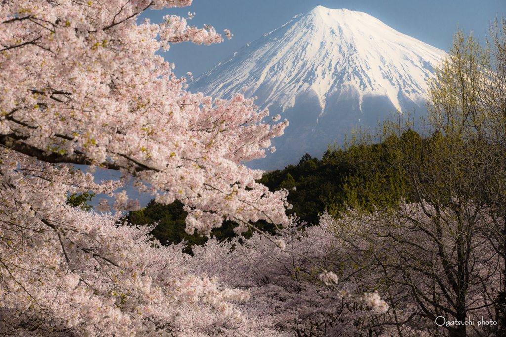 富士と桜⑤