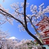 忠霊塔と桜と富士