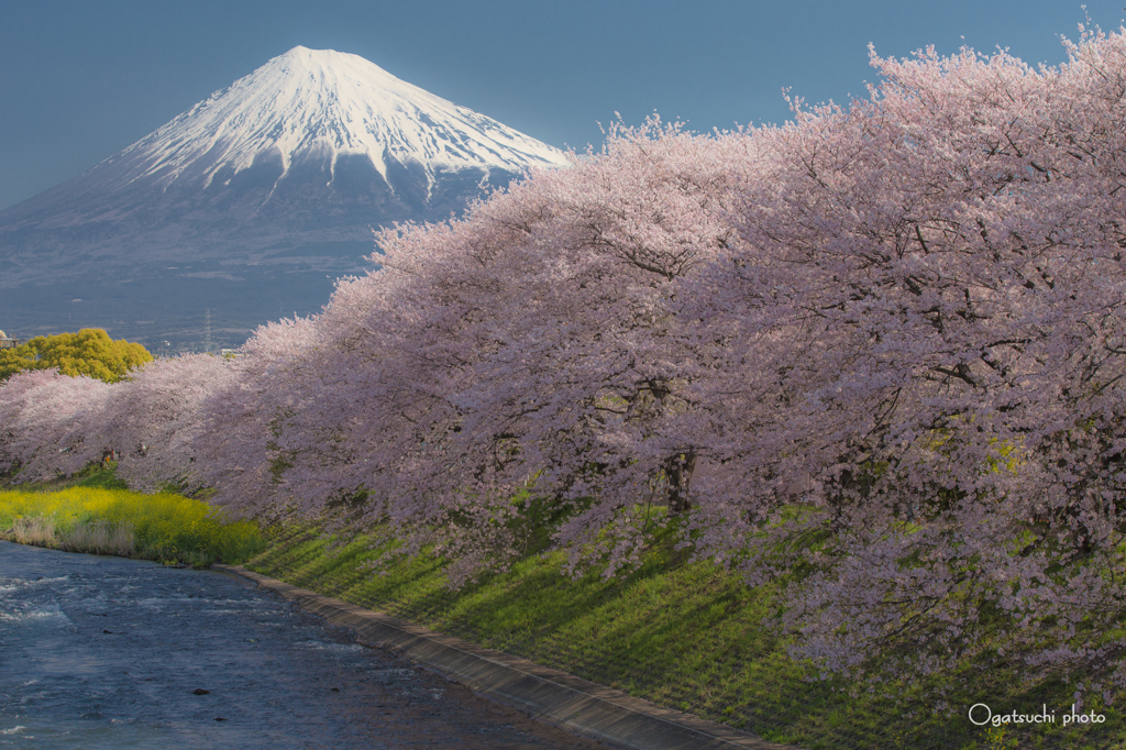 富士と桜⑥