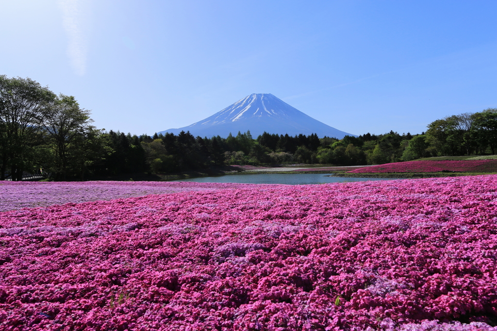 本栖湖　芝桜1