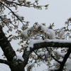 雪桜1