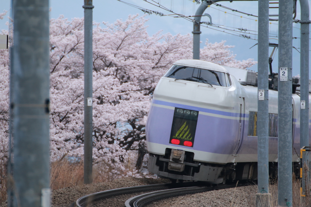 あずさと桜