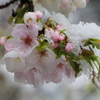 雪桜2