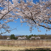 金川の春3