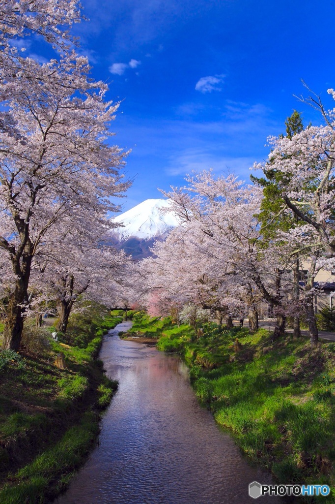 2016 4.18 忍野桜並木