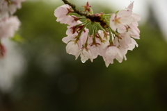 桜の雫