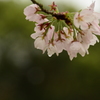 桜の雫