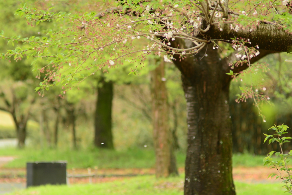 桜散る