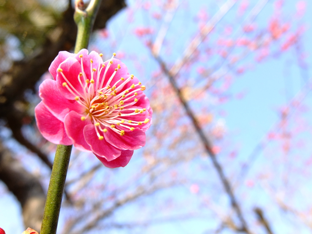 梅まつり