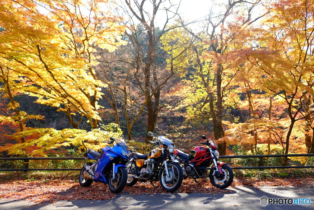 バイクも紅葉