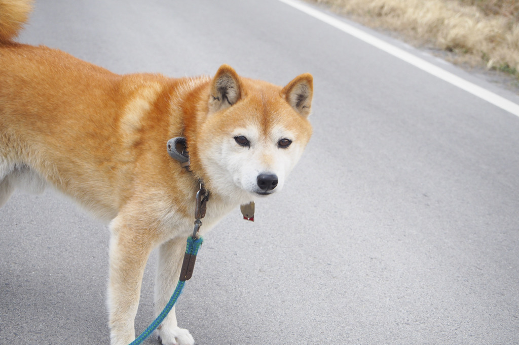 人見知りな犬