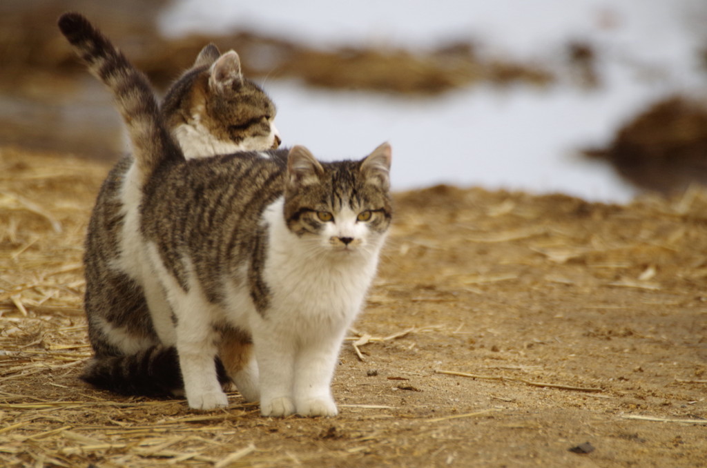 ねこ　