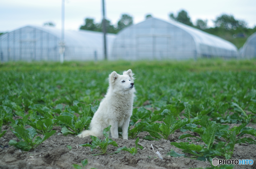 犬