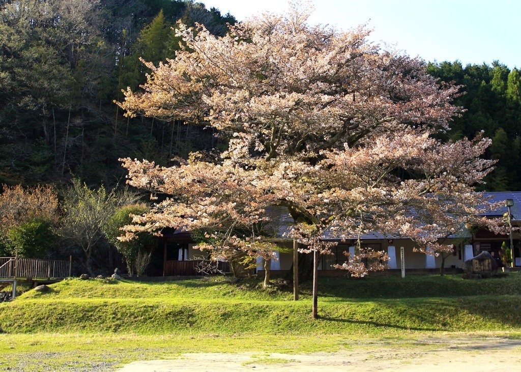 〜旧布引小学校の大山桜〜