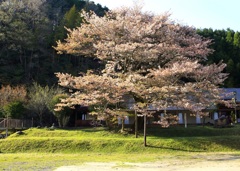 〜旧布引小学校の大山桜〜