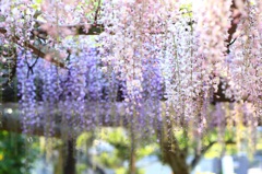 〜天王川の藤〜