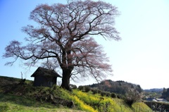 〜天神桜〜