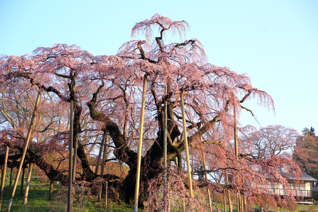 〜滝桜〜