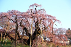 〜滝桜〜