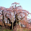 〜滝桜〜