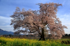 新田原の桜