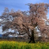 新田原の桜