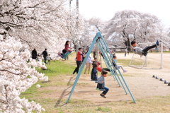 学校桜