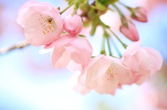 〜横輪桜〜まろやかな桜色