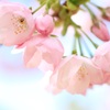 〜横輪桜〜まろやかな桜色