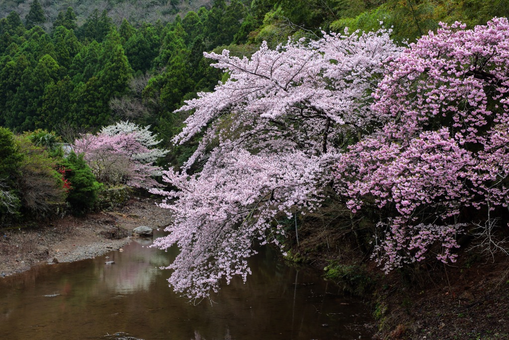里山の流れに咲く
