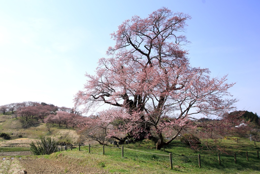 〜塩ノ崎の大桜〜