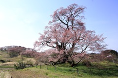 〜塩ノ崎の大桜〜