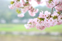 〜横輪桜〜