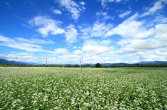 大好きな安曇野 蕎麦畑