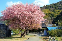 河津桜