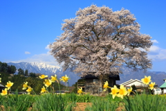 甲斐駒と一本桜