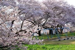 日本一の学校桜