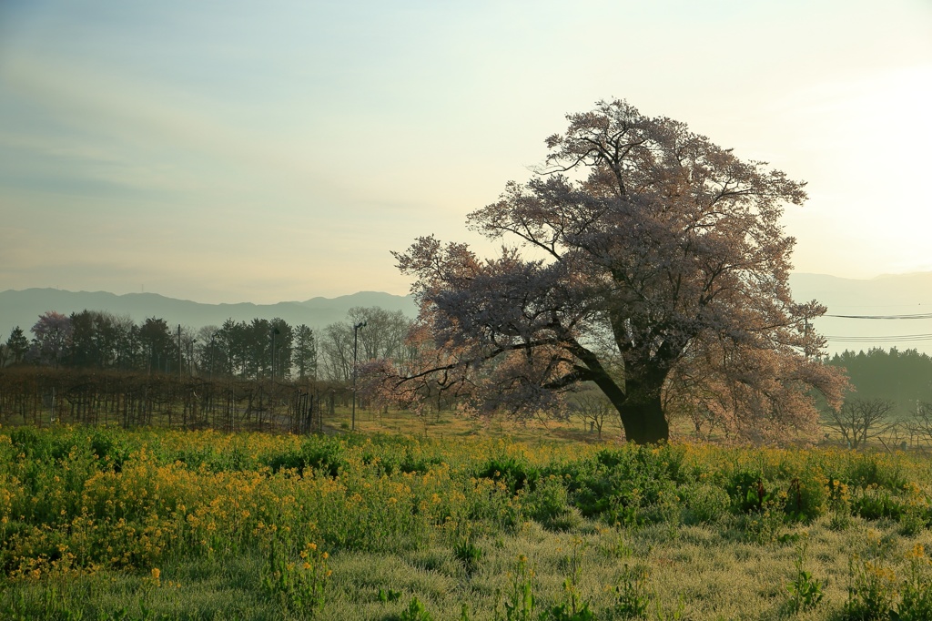 新田原の桜