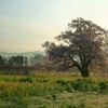 新田原の桜