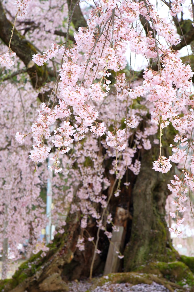 舞台桜
