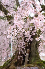 舞台桜