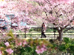 春の散歩道