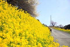 〜桜と仲良しの黄色い花〜
