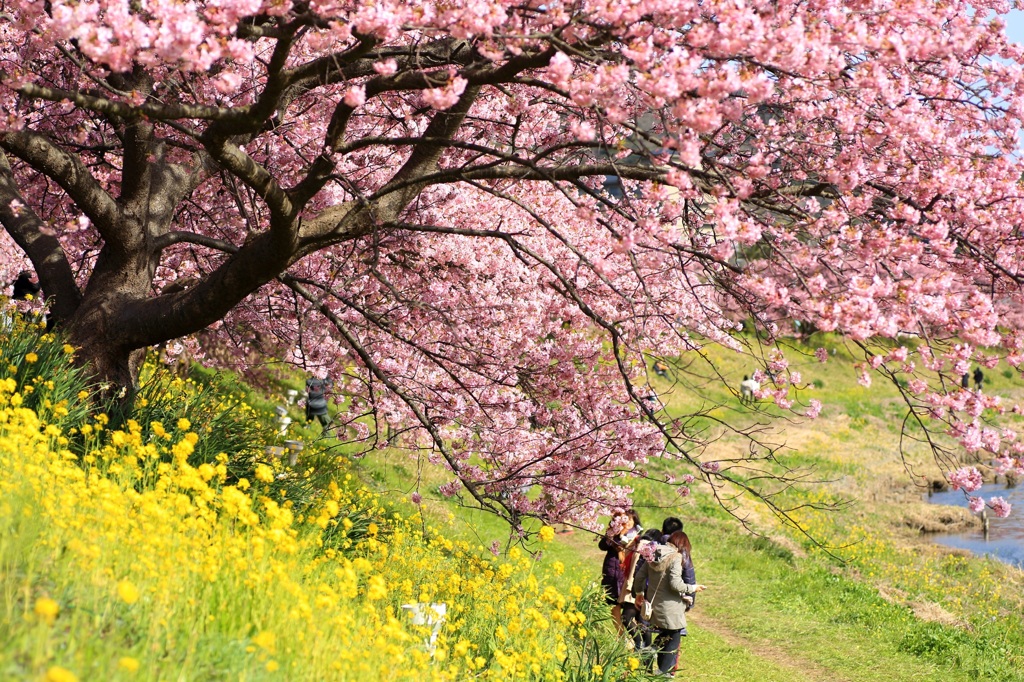 〜河津桜〜