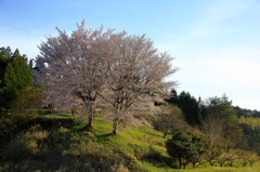 美里の抱擁桜