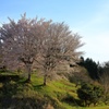 美里の抱擁桜