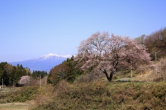 〜安達太良山と無名桜〜