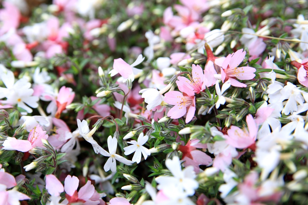 〜桜でグランドカバー〜