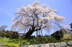 〜建福寺の桜〜